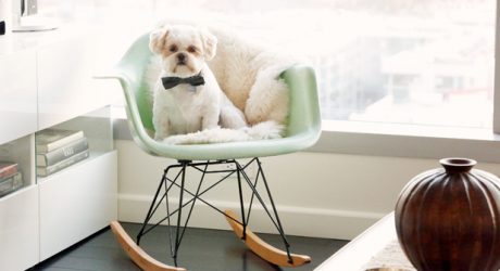 Spotted: Modernica’s 2015 Pets on Furniture Contest