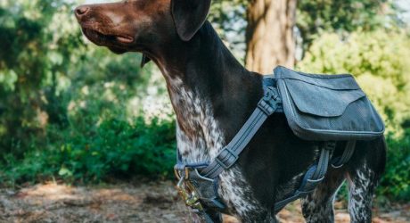 Mission Wild Richmond Day Pack Harness