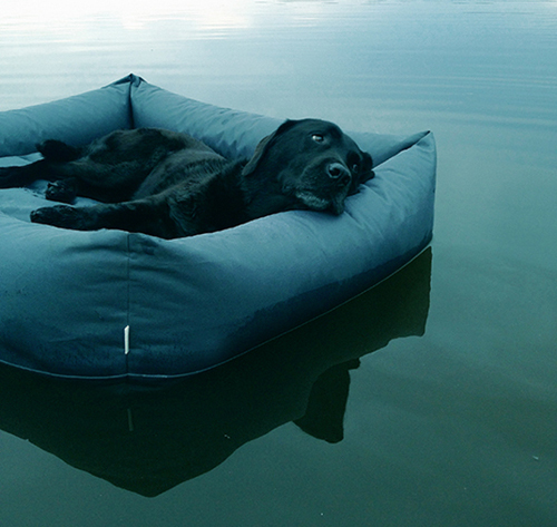 Modern Waterproof Dog Beds from Cloud7