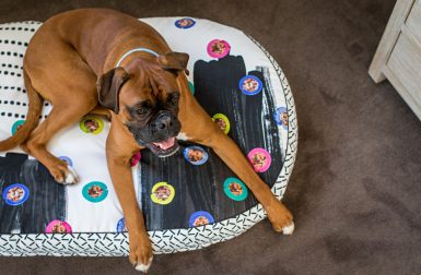 Modern Dog Beds and Accessories by Nice Digs