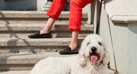 Spotted: The Fashionable Pooches of PAWSH