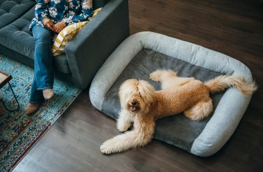 California Dreaming Memory Foam Dog Bed from P.L.A.Y.