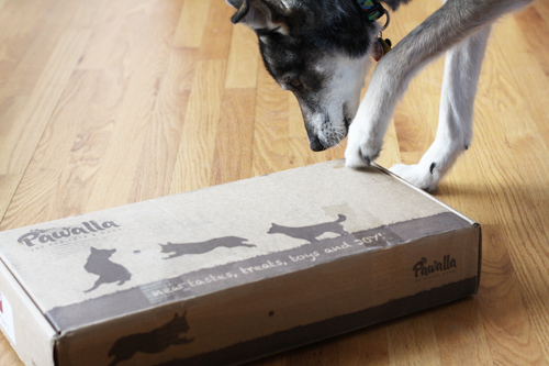 monthly subscription boxes for dogs