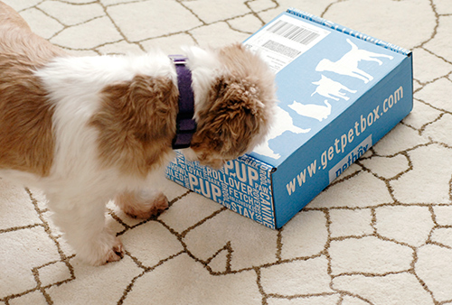 free dog subscription box