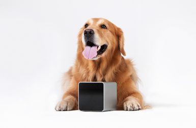 Petcube Doggy Gadget and Mobile App