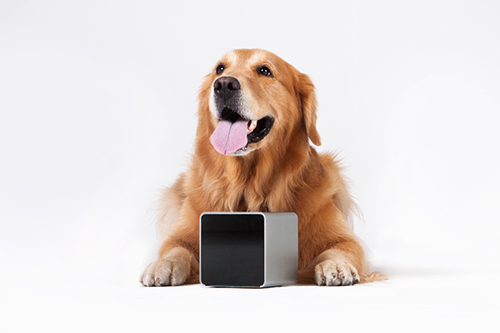 Petcube Doggy Gadget and Mobile App