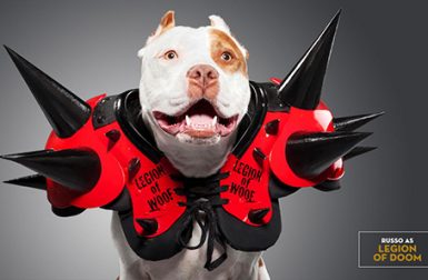 Unleashed: WWE Superstar Dogs by Ty Foster