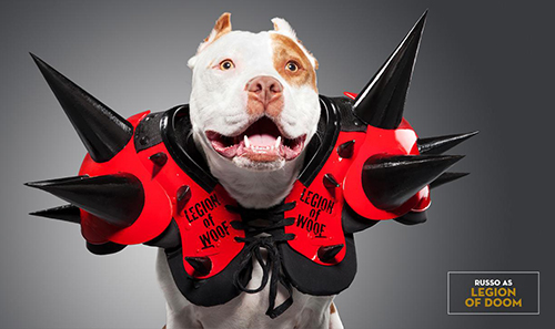 Unleashed: WWE Superstar Dogs by Ty Foster