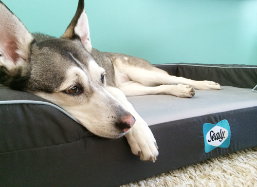 Mingus & Dottie Try It: Sealy Dog Bed