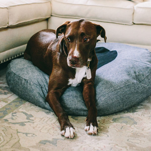 New Handmade Dog Beds from See Scout Sleep