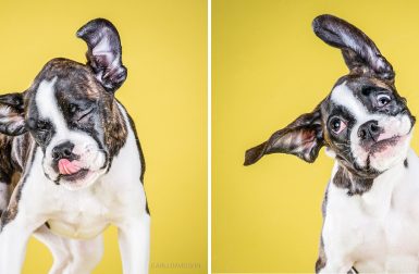 SHAKE Puppies: A Photo Book by Carli Davidson