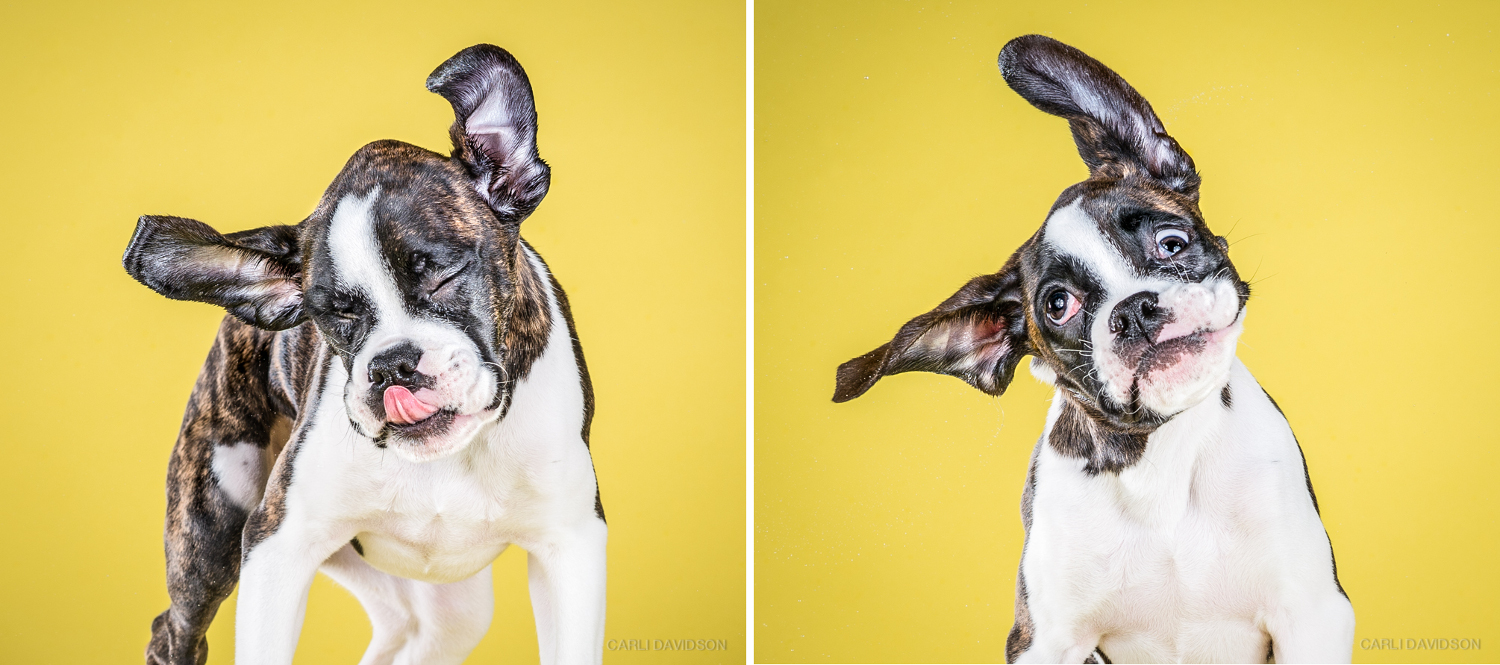 SHAKE Puppies: A Photo Book by Carli Davidson