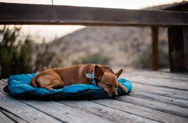 Whyld River DoggyBag Dog Sleeping Bag and Travel Bed