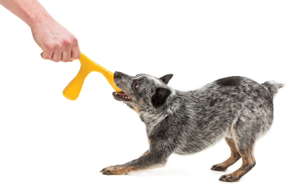 Wox: A New Interactive Dog Toy from West Paw Design