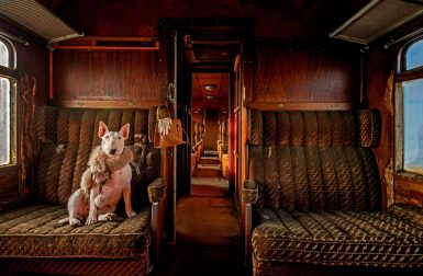 Dog Travel Photography from Alice van Kempen