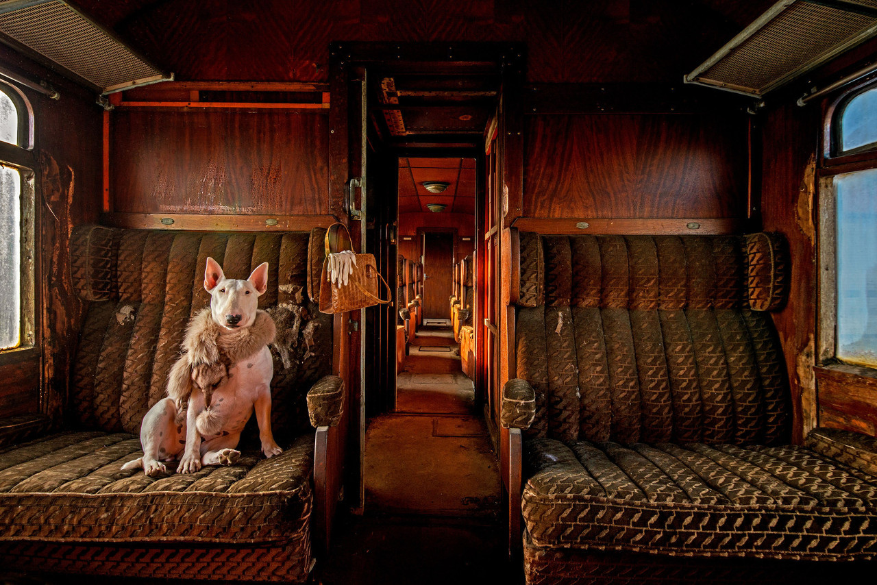Dog Travel Photography from Alice van Kempen
