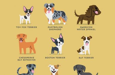 Dogs of the World Illustration Series by Lili Chin