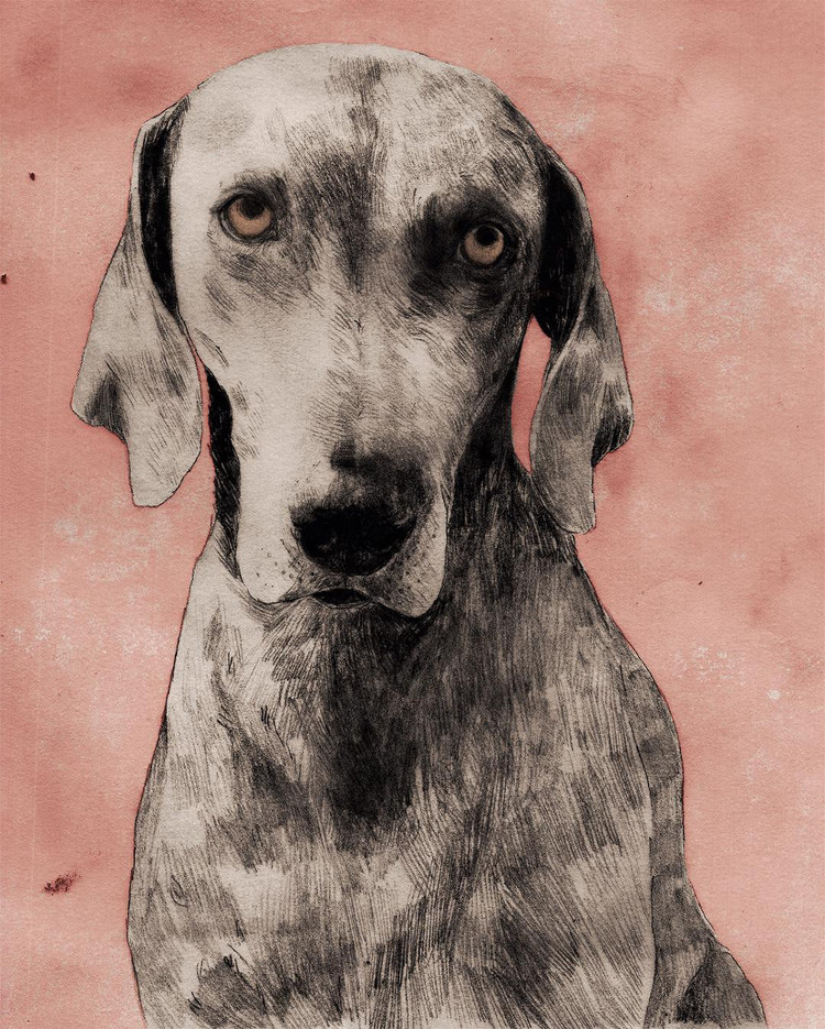 Dog Portraits and Illustrations by Anja Zaharanski