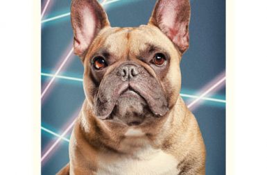 Cute Dogs + Laser Beams