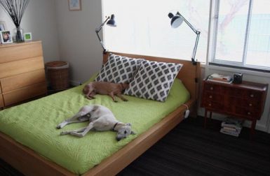 Spotted! Modern Dogs on Apartment Therapy