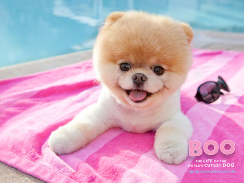 Boo, still the cutest dog in the world