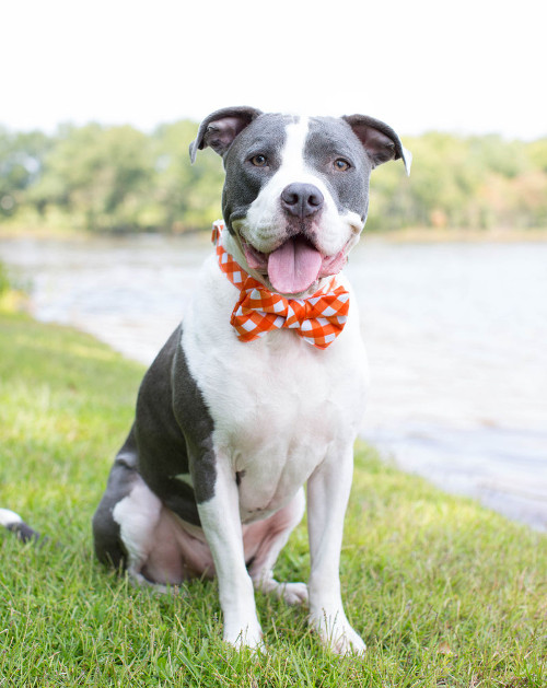 Handmade Dog Collar Bow Ties and Flower Collars by Pecan Pie Puppies