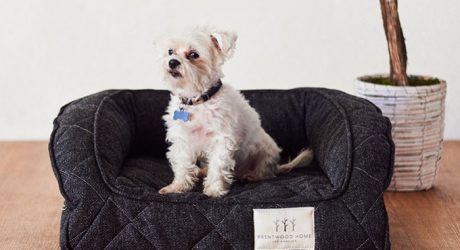 at home dog beds