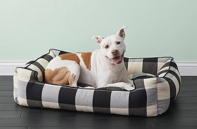 New Dog Collection from CB2