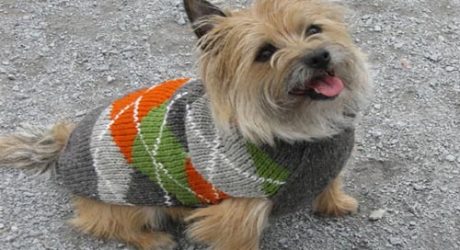 Chilly Dog Trendy Argyle Sweater