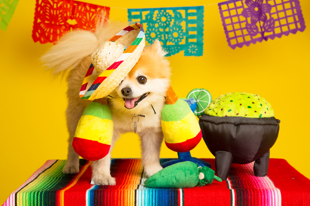 Squeak-o de Mayo Toy Collection from BarkShop