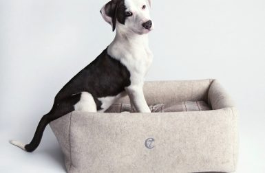 'Little Nap' Dog Bed from Cloud7