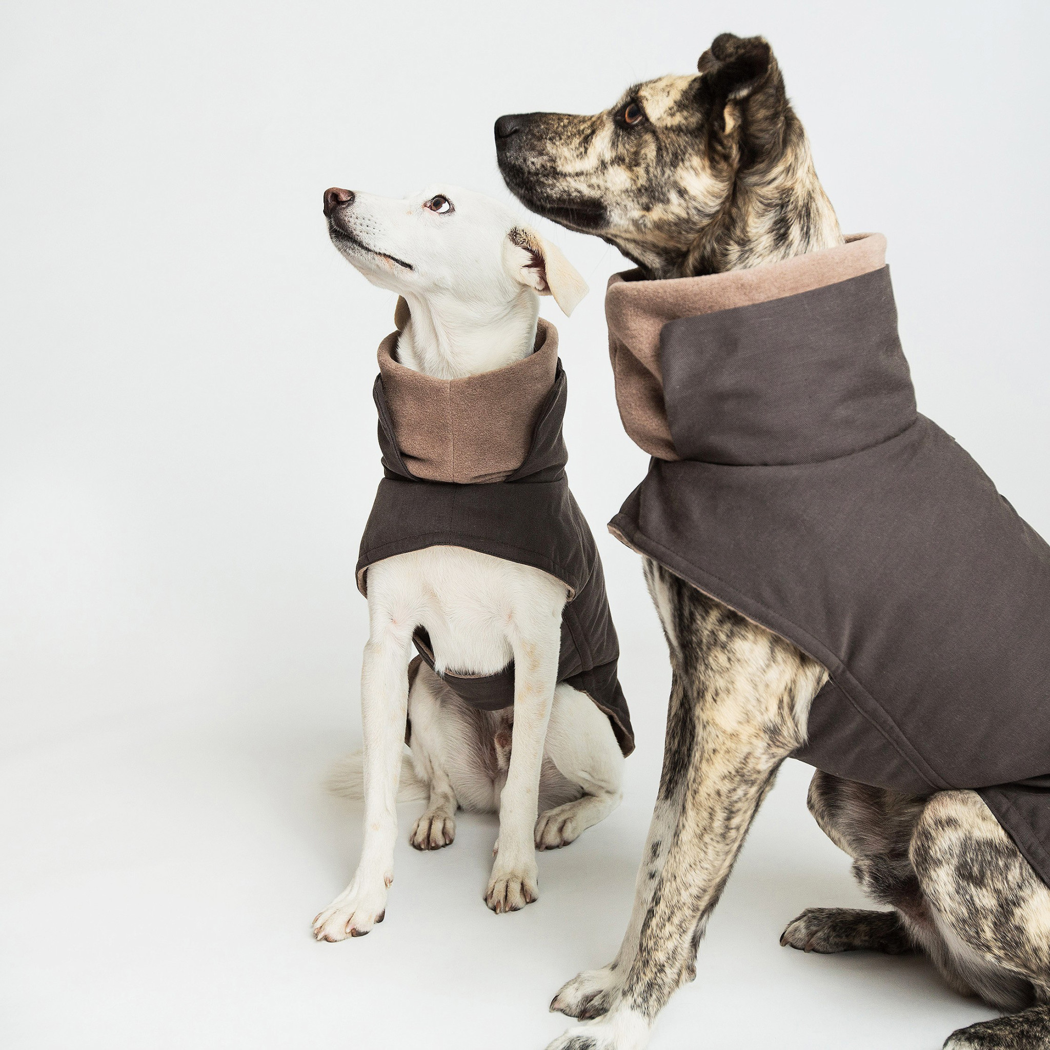 Brooklyn Waxed Cotton Dog Coat from Cloud7
