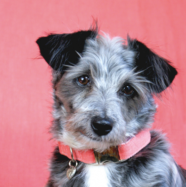 Prunkhund dog collars top