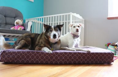 Upcycle Hack: Turn a Crib Mattress into a Dog Bed with Molly Mutt