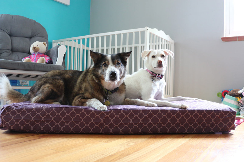 baby mattress used as dog bed