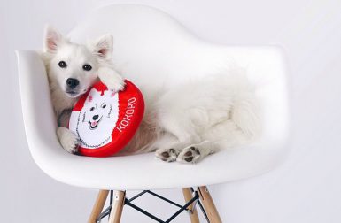 Custom Dog Beds, Toys, Coats and More from PrideBites