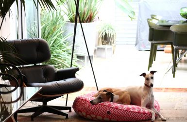 Reversible Dog Beds from Dharf