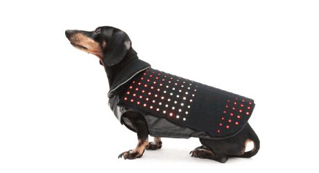 Disco Dog LED Dog Vest