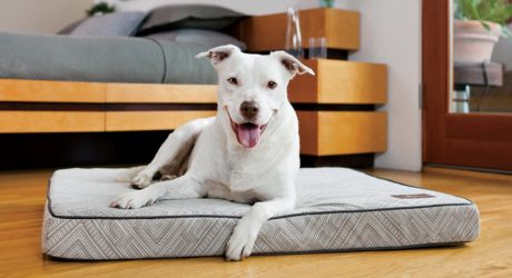 Design Your Own Dog Bed with Amato