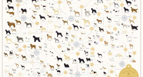 The Diagram of Dogs: A Dog Breed Infographic Poster by Pop Chart Lab