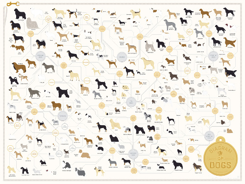 The Diagram of Dogs: A Dog Breed Infographic Poster by Pop Chart Lab