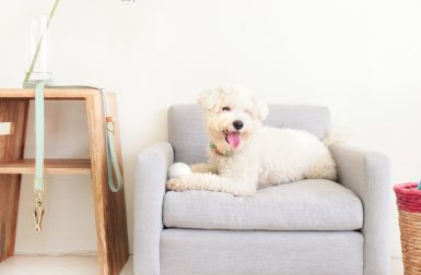 Dog Lounge Chairs from Yark