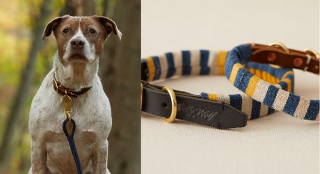 Dog Milk Holiday Gift Guide: Collars, Leashes, and Harnesses