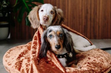 Dog Milk Holiday Gift Guide: 15 Cozy Beds for Dogs