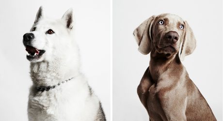 Dog Portraits from The Little Portrait Company
