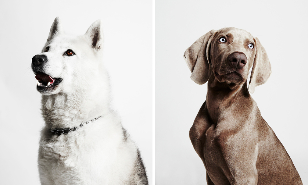 Dog Portraits from The Little Portrait Company