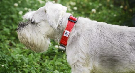 Durable Handmade Collars and Leads from Dog + Bone