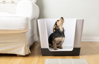 Doggy Bathroom: An Indoor Potty Solution for Small Dogs