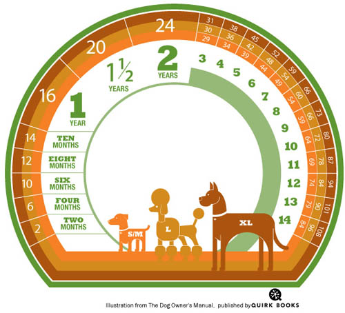 How to Calculate a Dog's Age in Dog Years - Design Milk