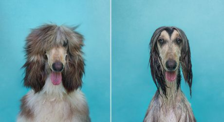 Dry Dog Wet Dog Photo Series by Serena Hodson